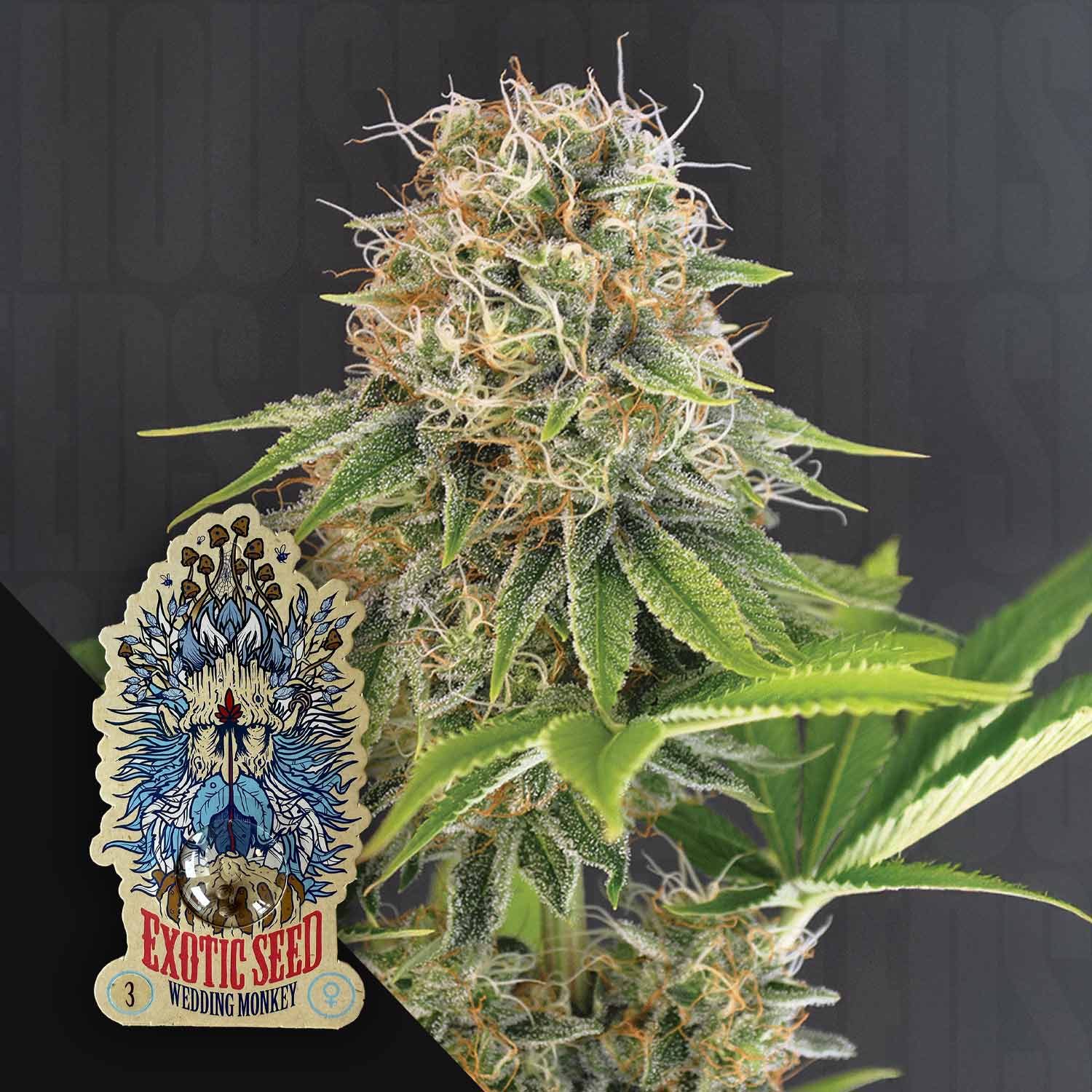 Nahaufnahme der frostigen Knospen und Blätter der Wedding Monkey; in der Ecke das Etikett von Exotic Seeds.