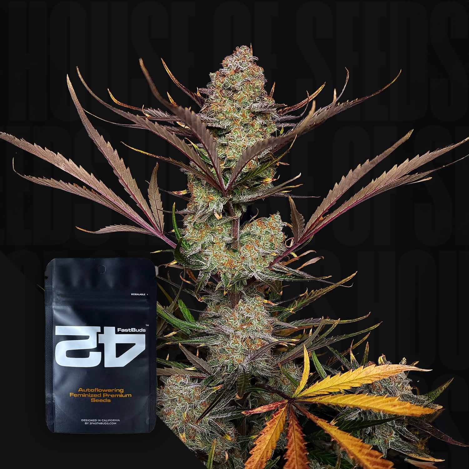 Hohe Cannabis-Pflanze mit dichten Knospen, lila Blättern und einem 420 Fast Buds Apricot Auto-Samenpaket im Vordergrund.