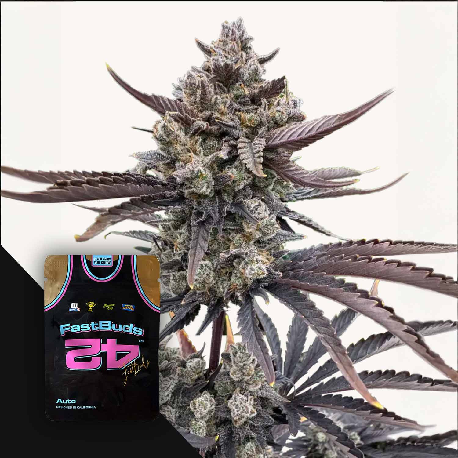 Eine Nahaufnahme von Banana Purple Punch Auto RF3 von 420 Fast Buds mit lila Blättern und einem Samenpaket im Blick.