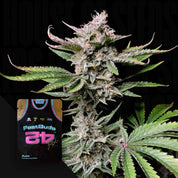 FB-CCA-0