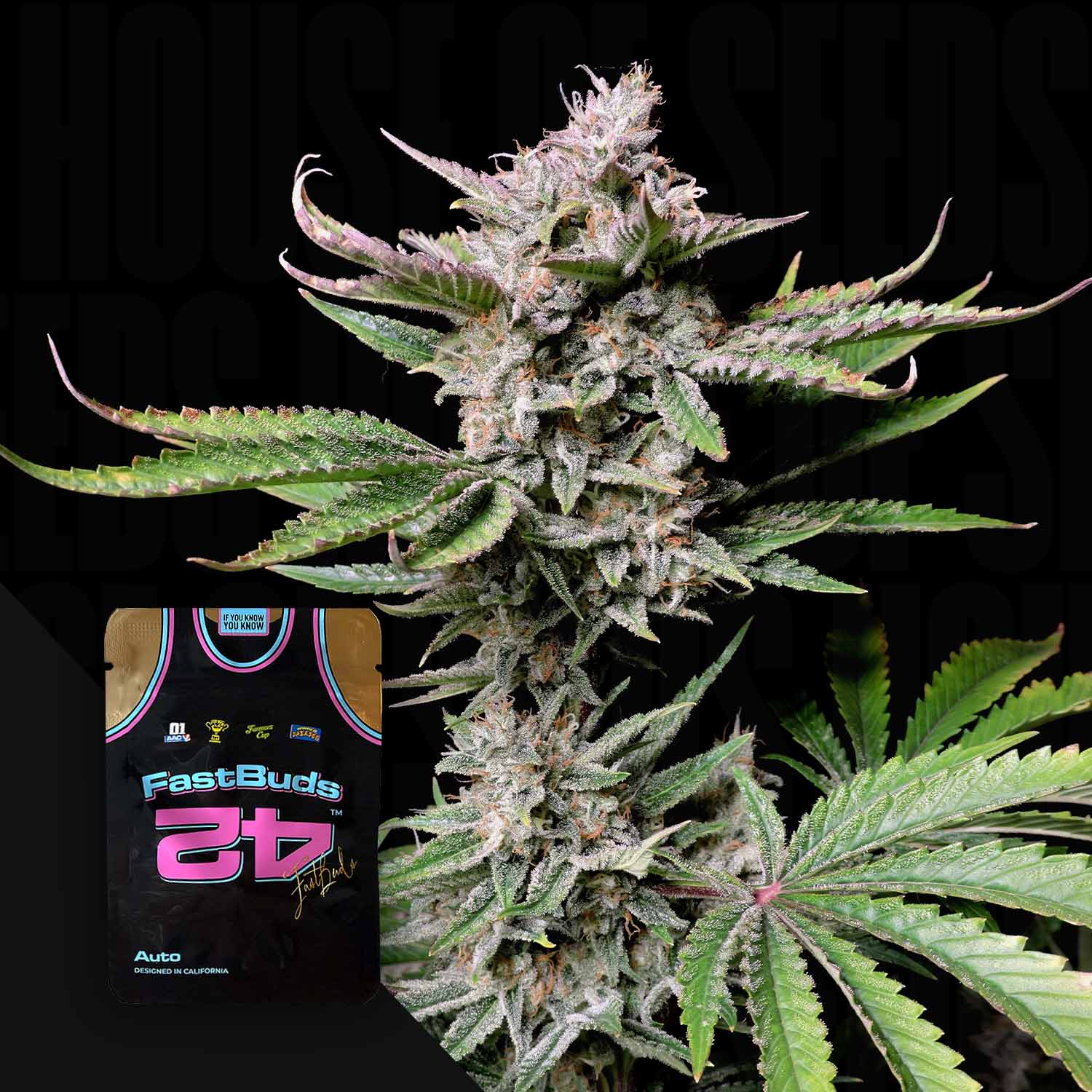 Nahaufnahme einer Cannabispflanze mit dichten Knospen; in der Ecke ist die Verpackung von Cherry Cola Auto by 420 Fast Buds zu sehen.