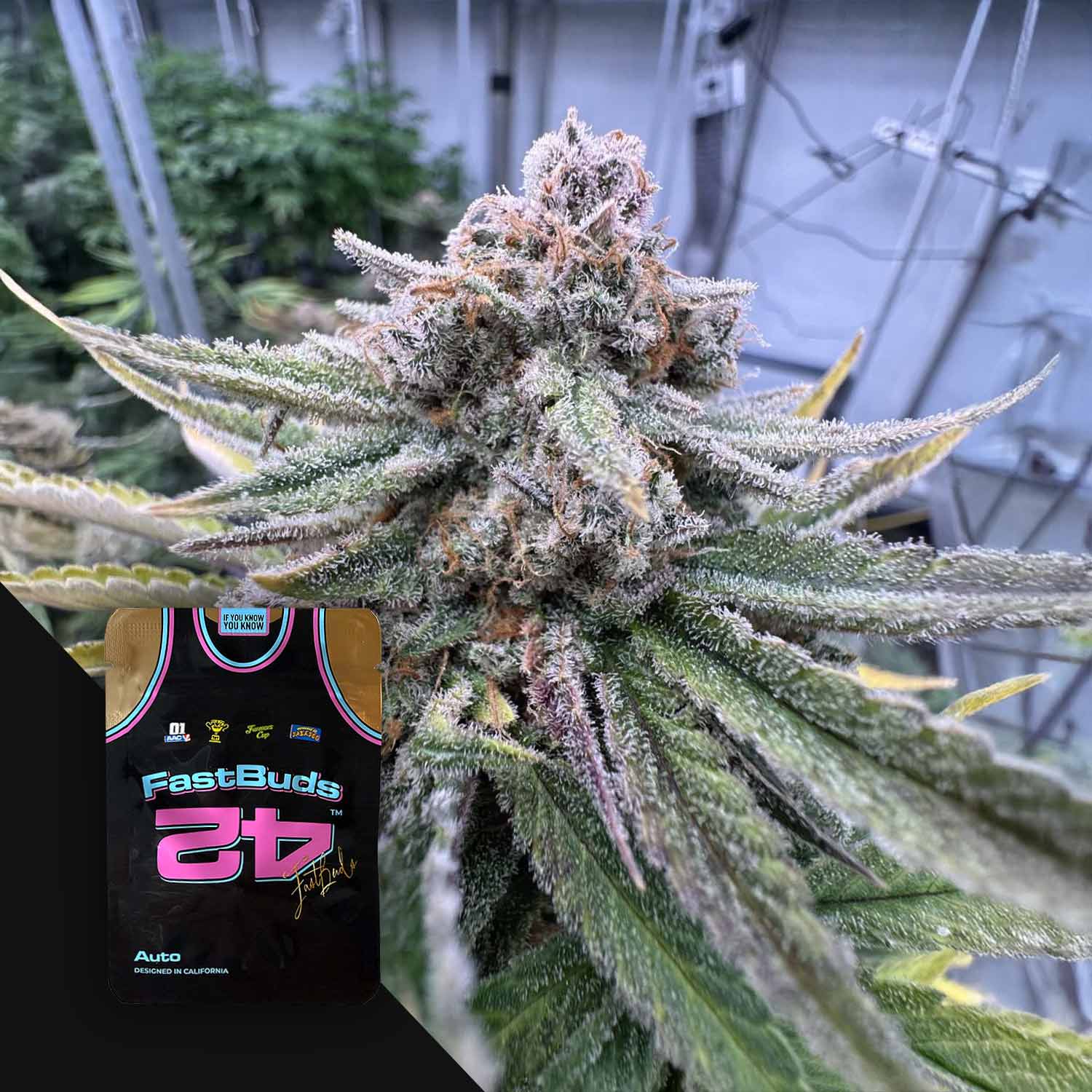 Nahaufnahme einer frostigen Cannabis-Knospe; Cherry Cola Auto RF3 von 420 Fast Buds Samenpäckchen in der Ecke.