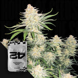 Fastberry Auto