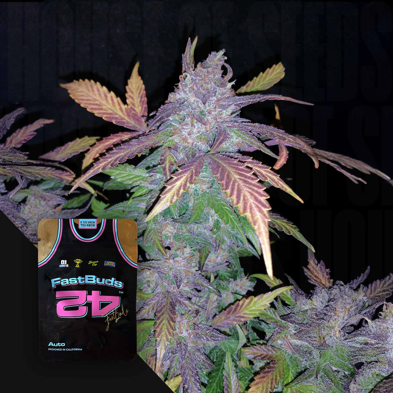 Nahaufnahme einer violetten Cannabispflanze mit rötlichen Blättern und einem 420 Fast Buds Fastberry Auto-Samenpaket in der Nähe.