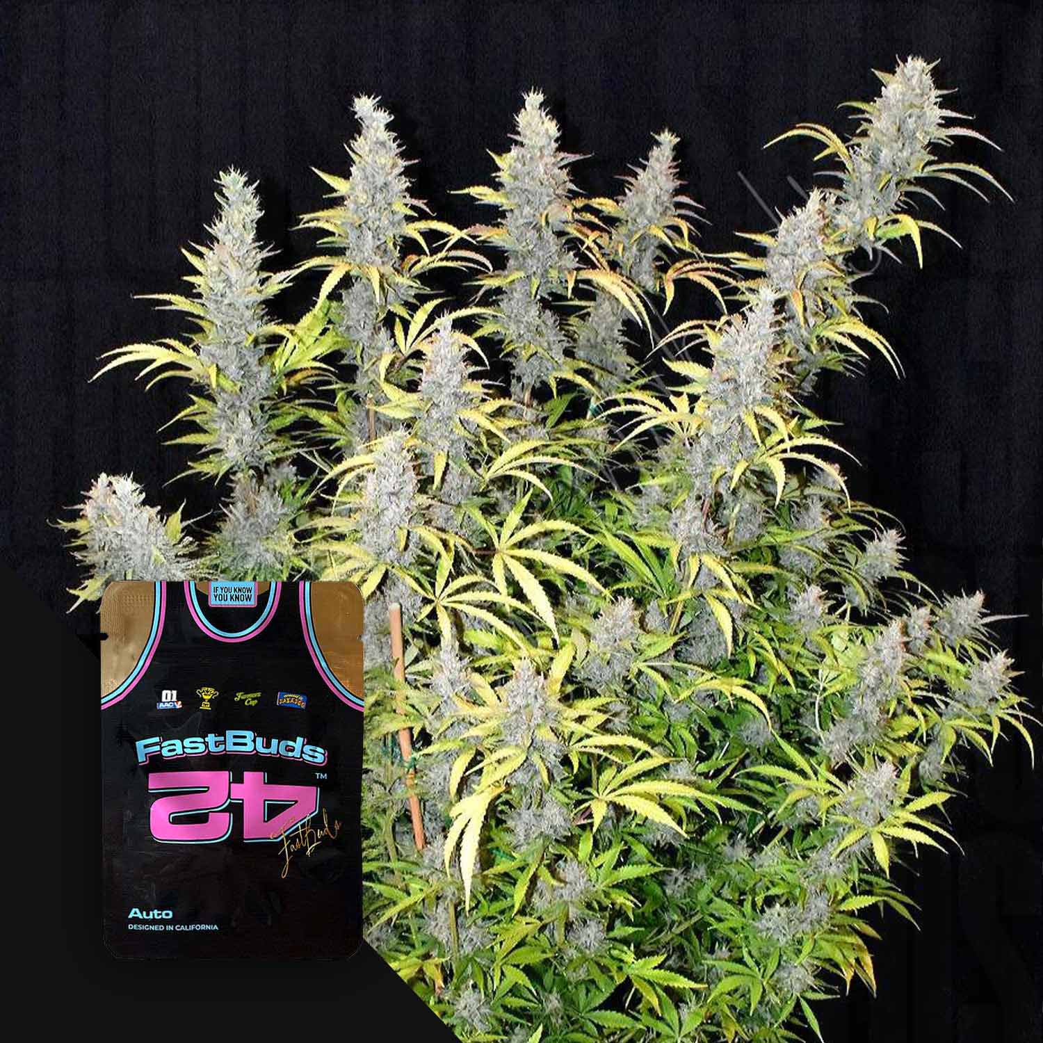 Hohe Cannabis-Pflanze mit dichten Knospen, neben einem bunten 420 Fast Buds G14 Auto-Paket auf einem schwarzen Hintergrund.