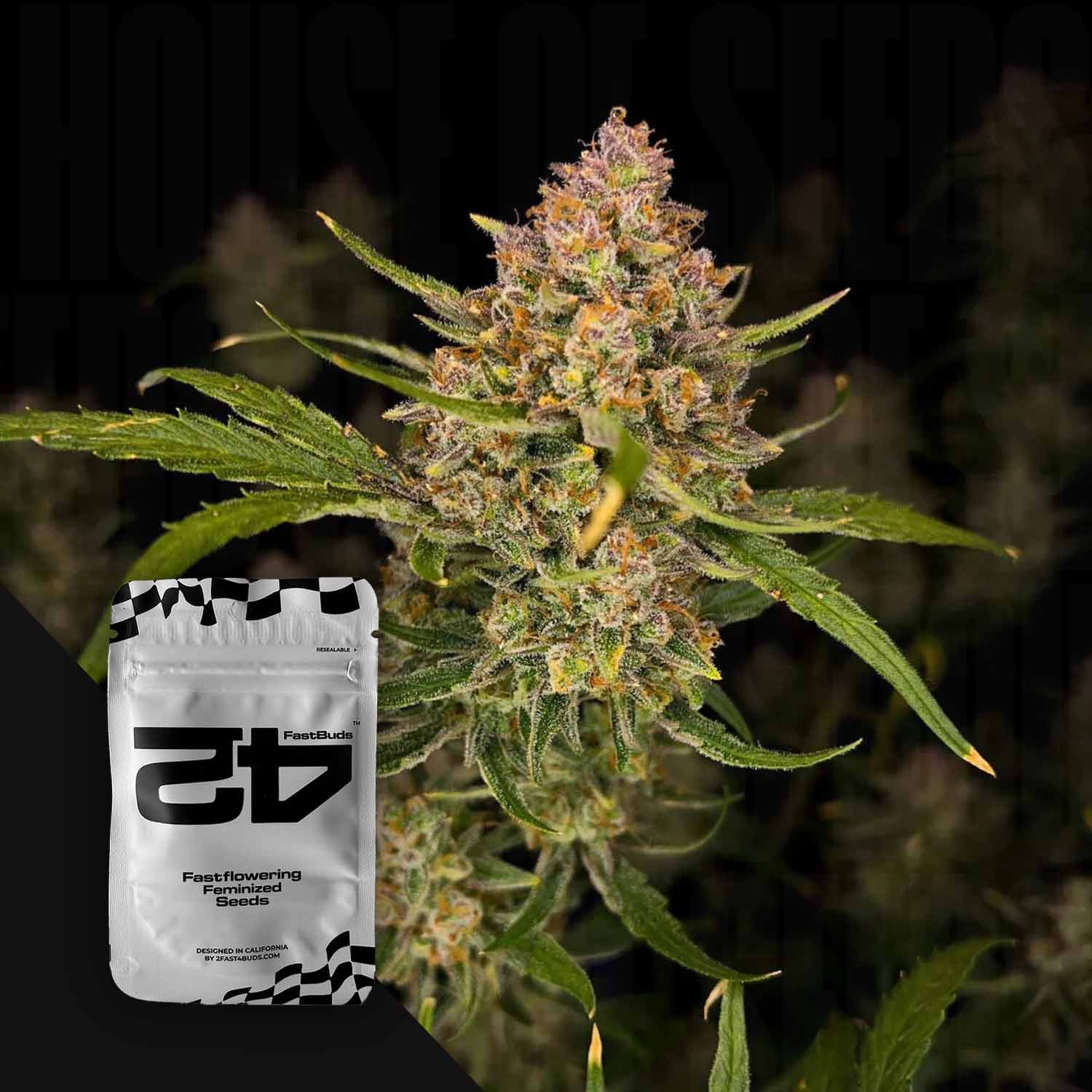 Nahaufnahme einer Guava Auto Cannabispflanze mit grünen Blättern und einem 420 Fast Buds Samenpaket in der Ecke.