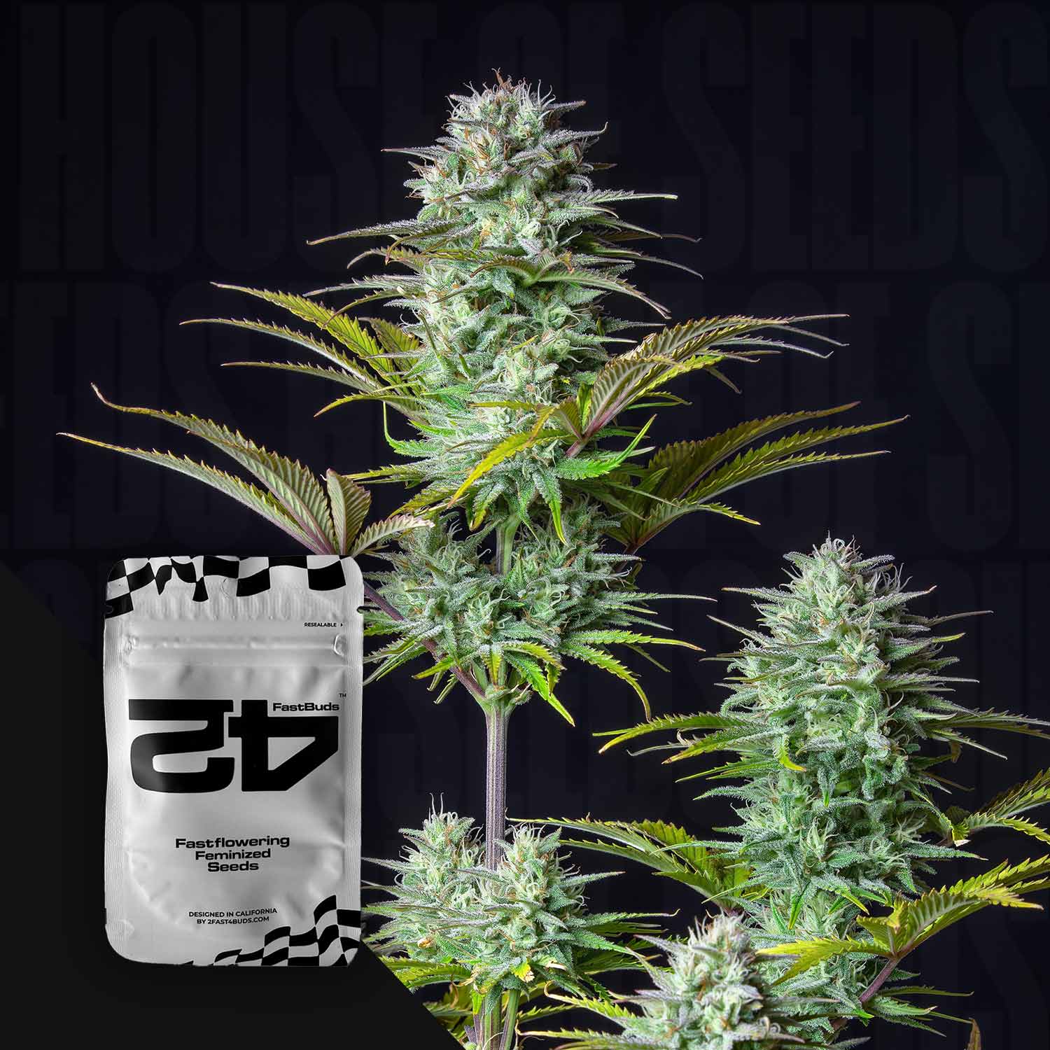 Nahaufnahme einer reifen Kosher Cake Auto Cannabispflanze mit dichten frostigen Knospen und grünen Blättern, unten links weiße 420 Fast Buds Verpackung