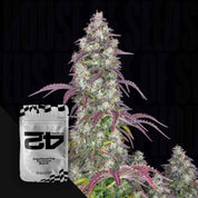 Hohe Cannabispflanze mit dichten cremefarbenen Knospen und lila Blättern neben weiß-schwarzer 420 Fast Buds Lemon Pie Auto Verpackung