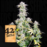 Original Auto Big Bud