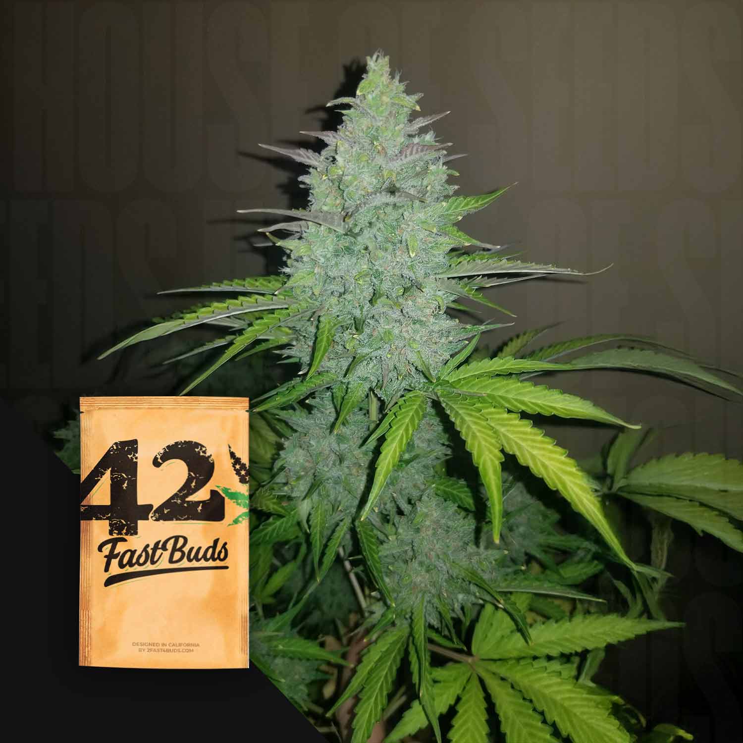 Eine Cannabis-Pflanze mit dichten Knospen und einem Original Auto Cheese 420 Fast Buds Samenpaket in der Ecke.