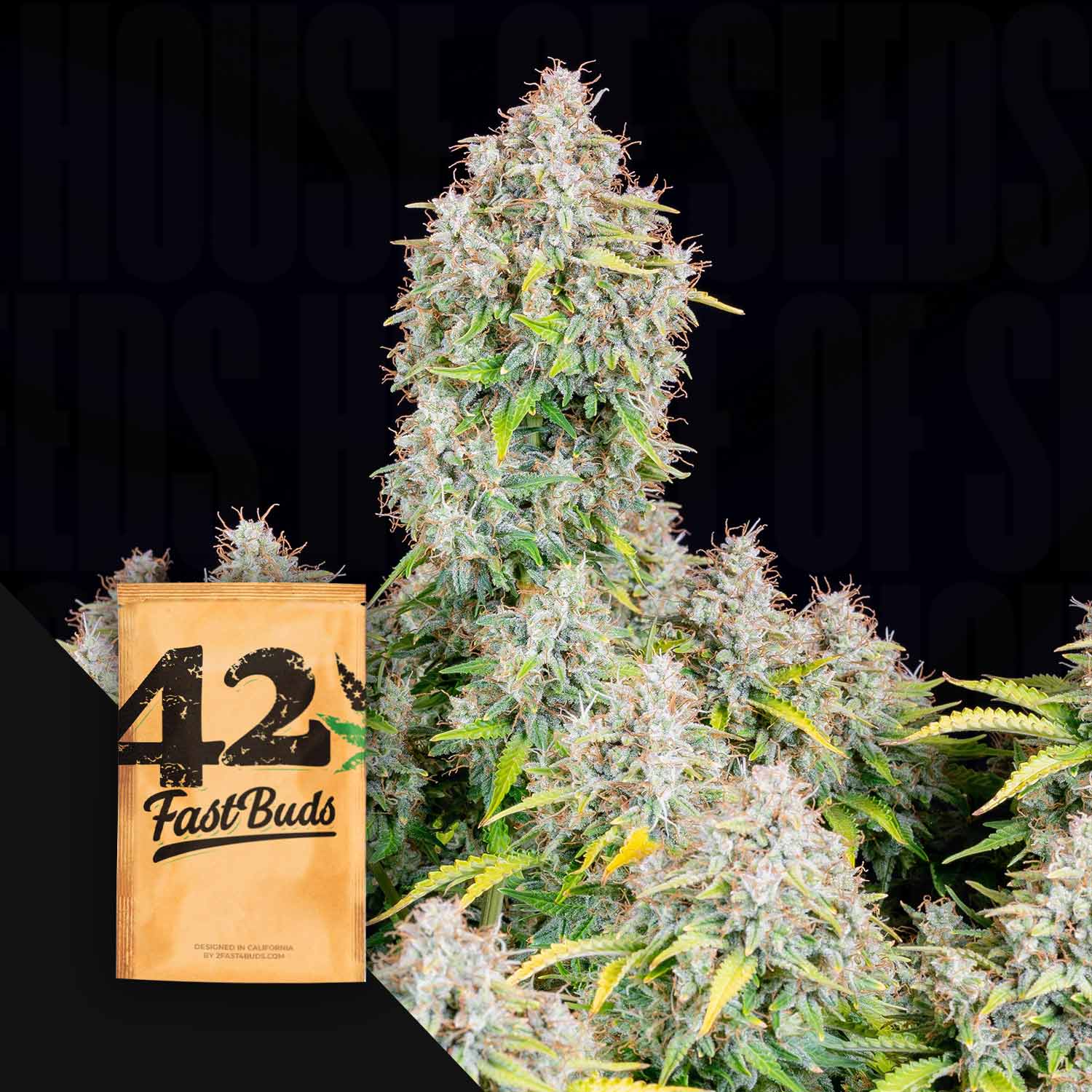 Hohe Cannabis-Pflanze mit dichten, frostigen Knospen neben einem braunen Paket mit der Aufschrift Original Auto Cinderella von 420 Fast Buds.