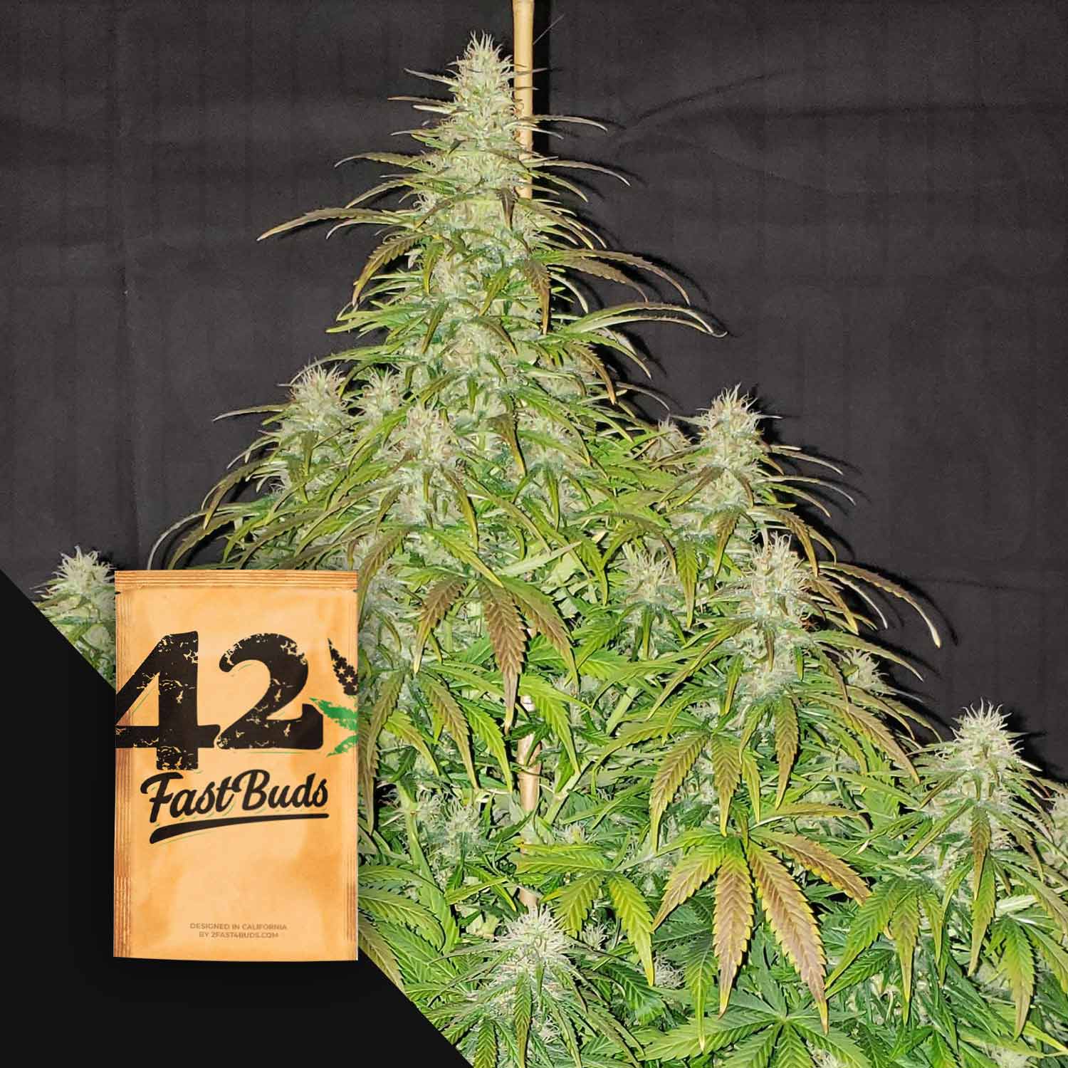 FB-OCRA-0