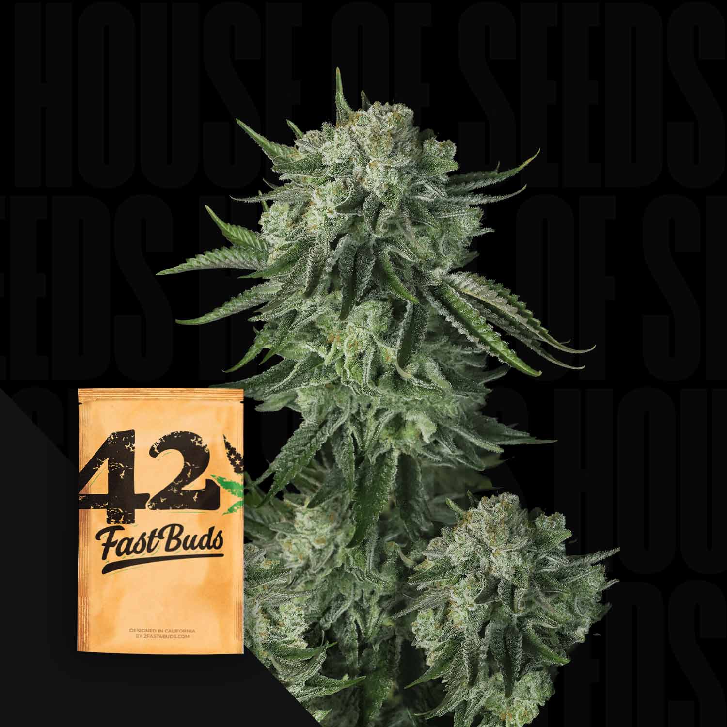 Eine Cannabis-Pflanze mit dichten Knospen und einem Original Auto Moby Dick Samenpaket von 420 Fast Buds in der Ecke.