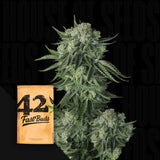 Original Auto Moby Dick