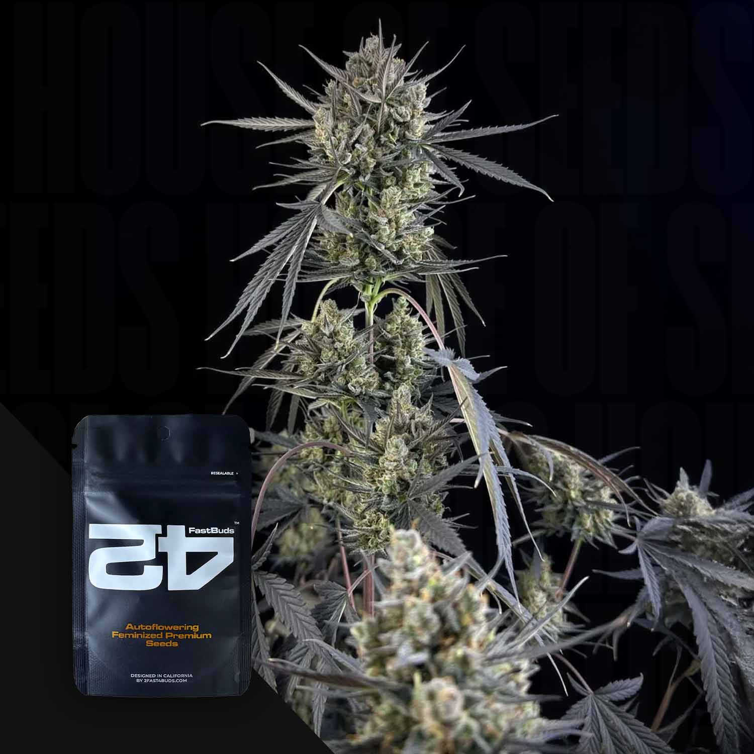 Nahaufnahme einer Cannabispflanze mit dichten Knospen neben schwarzer 420 Fast Buds Pound Cake Auto Verpackung