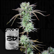 Nahaufnahme einer Cannabispflanze mit dichten frostigen Strawberry Banana Auto Knospen neben weiß-schwarzer 420 Fast Buds Verpackung