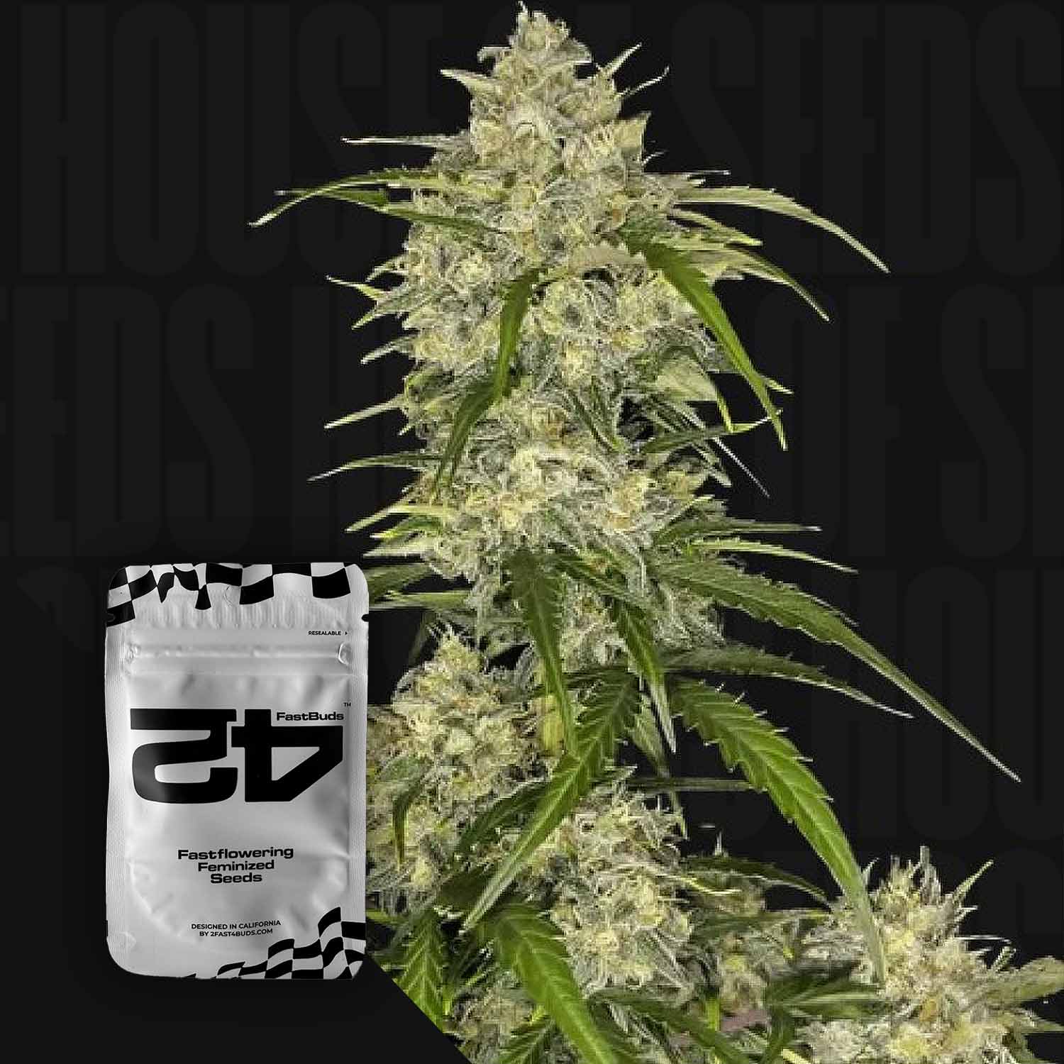 Große Sour Jealousy Auto-Pflanze mit dichten Knospen; 420 Fast Buds-Samenpäckchen im Vordergrund.