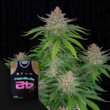 Strawberry Pie Auto