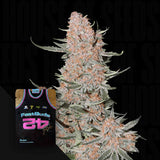 Ztrawberriez Auto