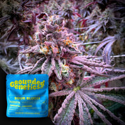 Frostige, lila Cannabispflanze mit Trichomen, blaue Sour Blucci Samenpackung von Grounded Genetics im Vordergrund