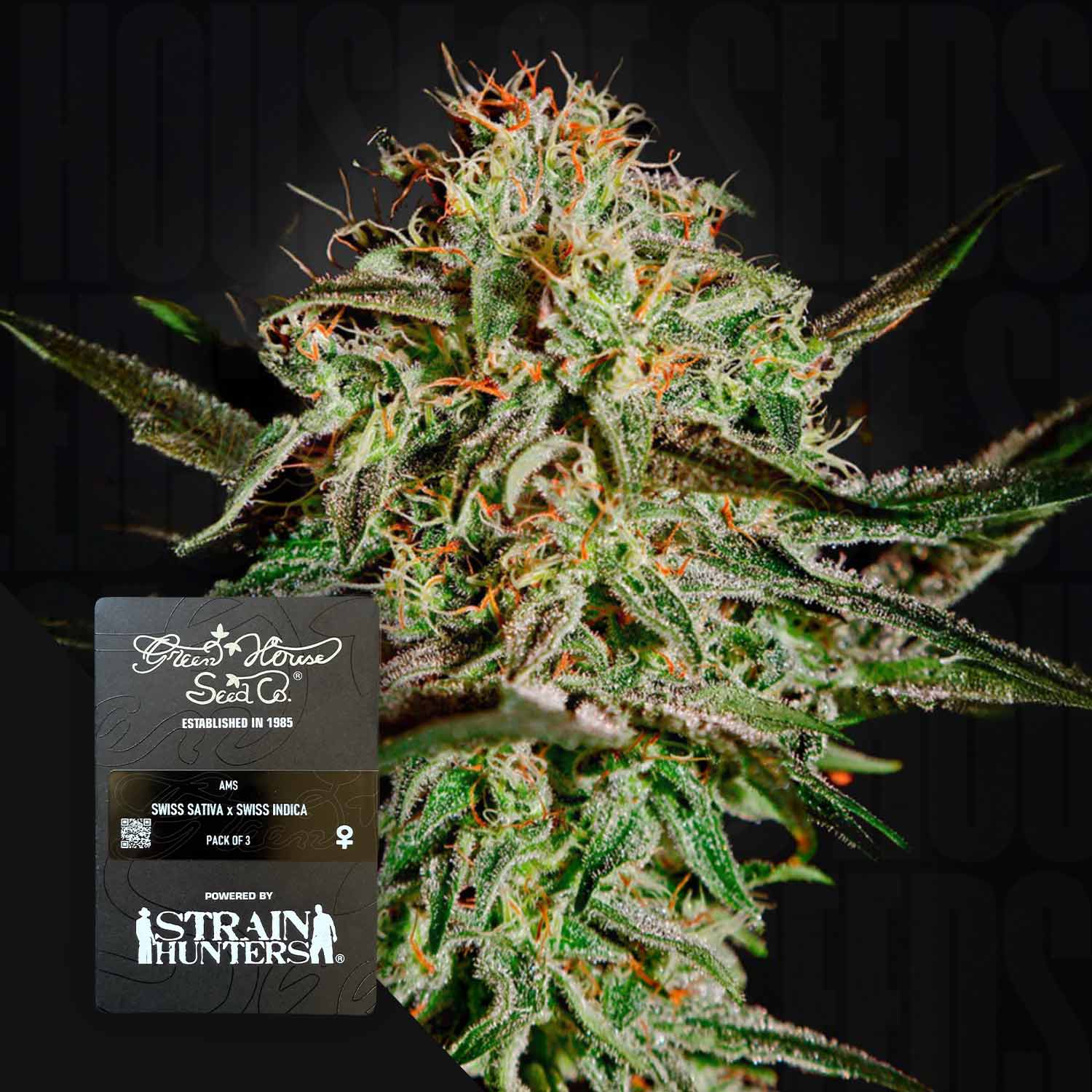 Nahaufnahme von A.M.S. Cannabis von Green House Seeds, mit frostigen Trichomen und orangefarbenen Haaren.