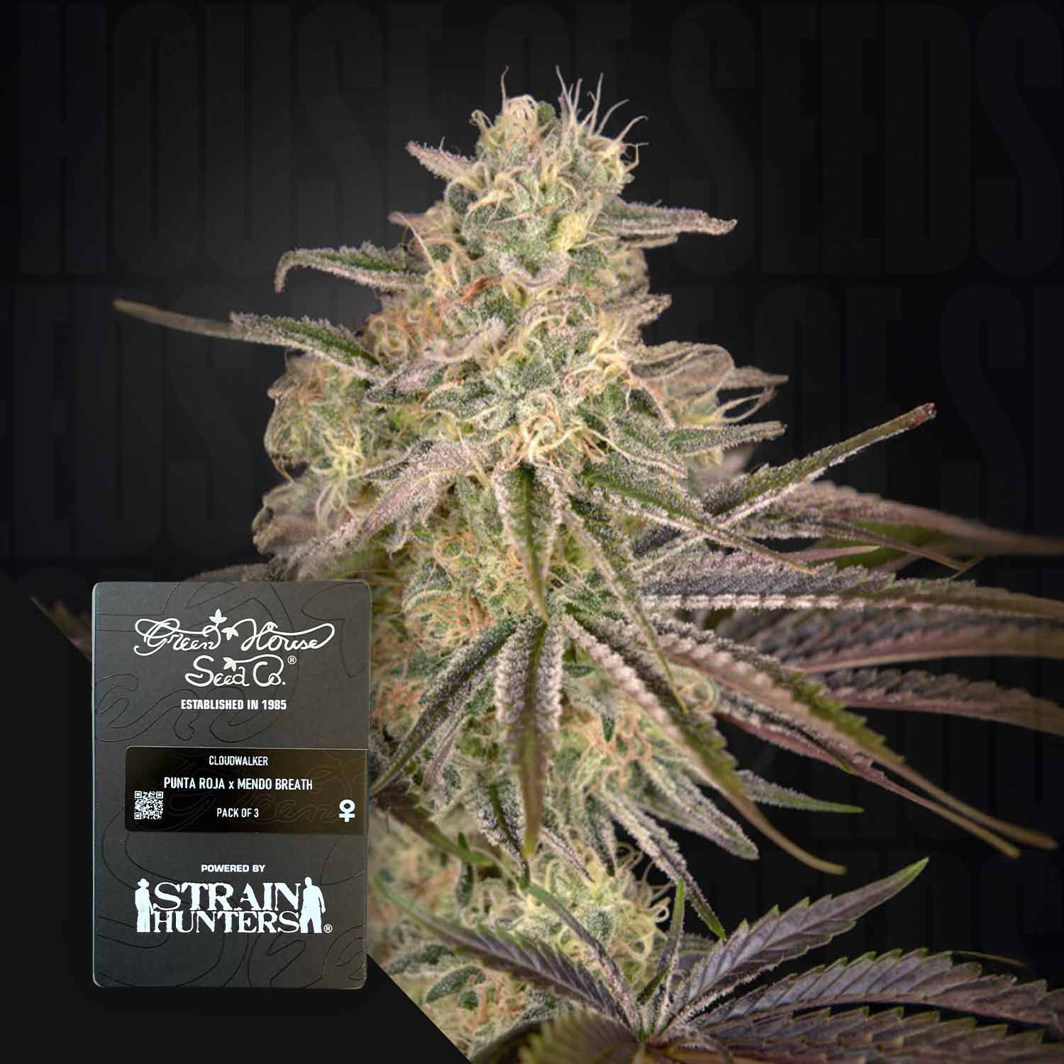 Nahaufnahme einer blühenden Cannabispflanze mit einem Cloudwalker-Etikett von Green House Seeds vor einem dunklen Hintergrund.