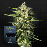 Jack Herer Auto