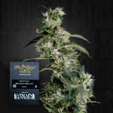 Mango Haze (AUH2)