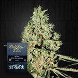 Super Critical