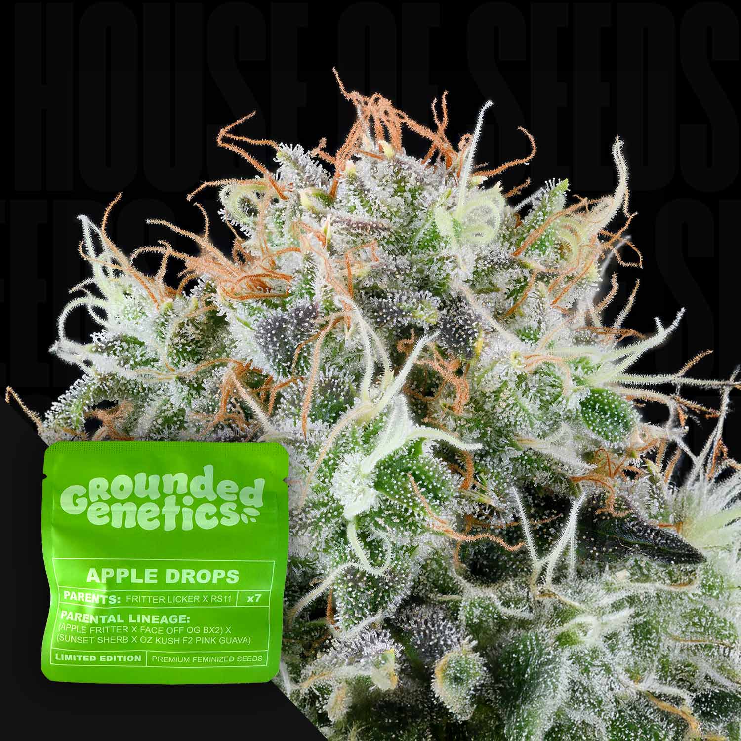 Cannabisknospe mit weißen Trichomen und orangefarbenen Haaren, vorne grüne Grounded Genetics Apple Drops Packung