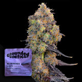 Blueberry Zkunk