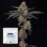 Blue Honey