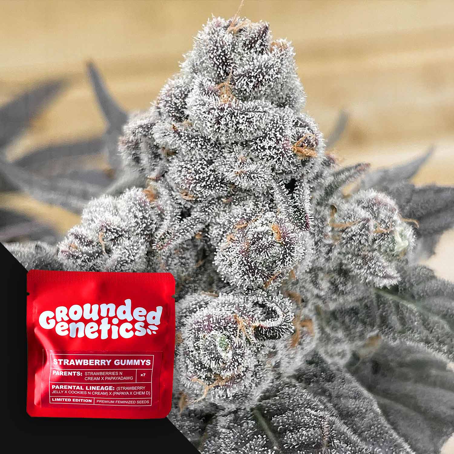 Frostige Cannabis-Knospe mit einem roten Strawberry Gummys-Paket von Grounded Genetics in der Ecke.