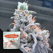 Frostige Swoosh Cannabisknospe von Grounded Genetics mit weißen Trichomen und orangefarbenen Haaren, daneben Verpackung