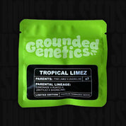 Leuchtend grünes Grounded Genetics Päckchen für Tropical Limez Samen