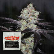 Nahaufnahme trichomreicher Knospen vor weißem Grounded Genetics Zwisher Paket auf dunklem Hintergrund