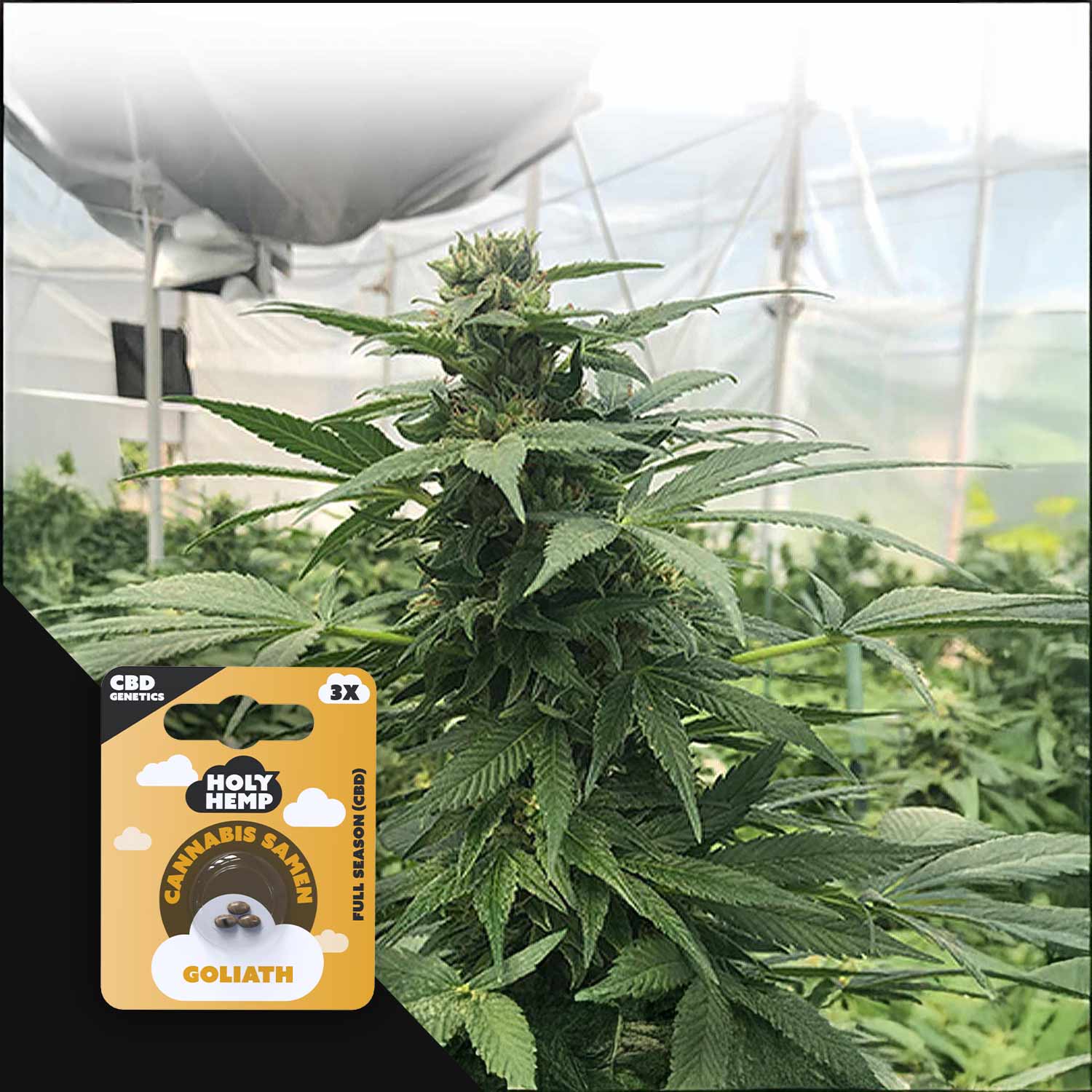 HH-CBD-GT-3
