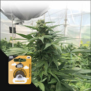 Hohe Cannabispflanze im Gewächshaus, unten links Holy Hemp Goliath – CBD Genetics Samenpackung