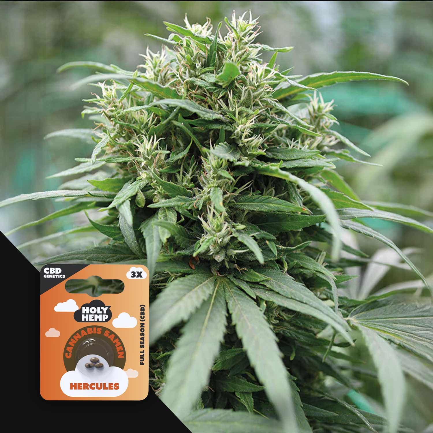 HH-CBD-HS-3