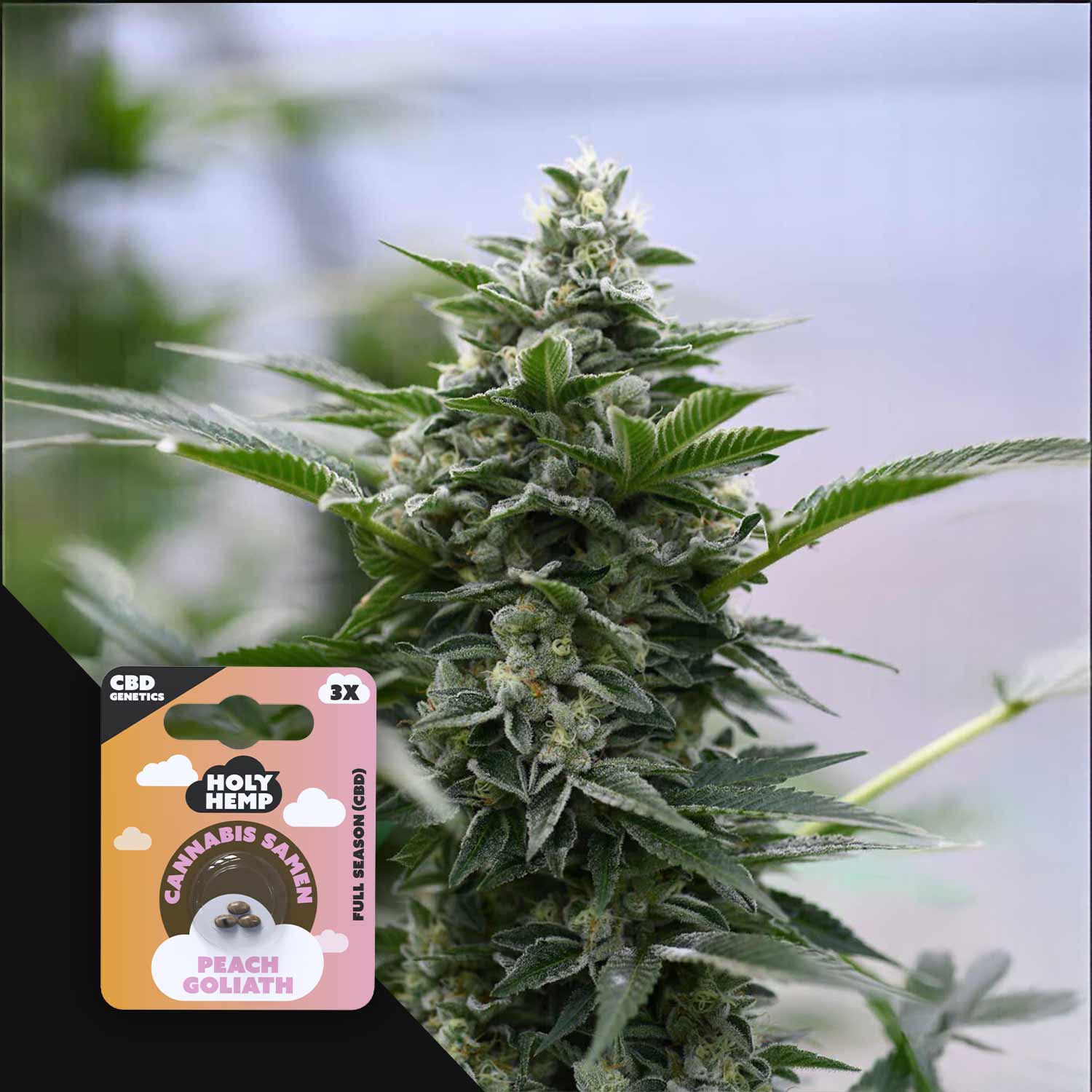 HH-CBD-PG-3