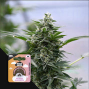 Nahaufnahme einer Cannabispflanze mit einer Holy Hemp Peach Goliath CBD-Samenpackung in der Ecke.