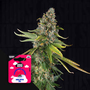 Nahaufnahme einer reifen Cannabispflanze, vorne farbenfrohes Holy Hemp Gelato XL Auto Samenpaket