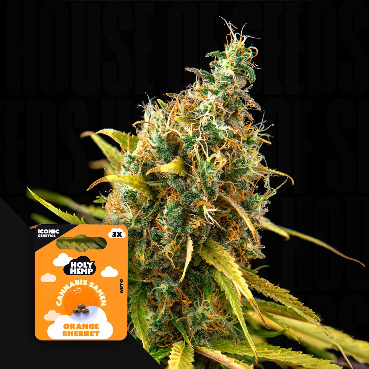 Nahaufnahme einer Cannabispflanze mit grün-orangen Knospen, Ecke zeigt Holy Hemp Orange Sherbet Auto Packung