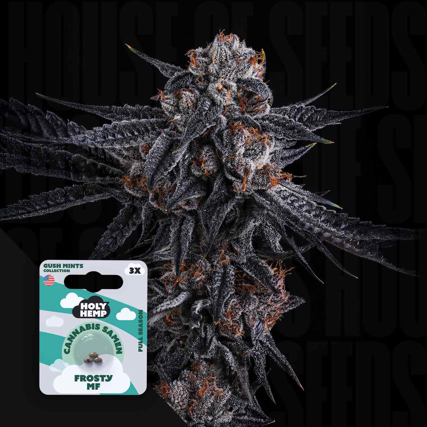 Nahaufnahme einer frostigen Cannabisknospe mit einem Holy Hemp Frosty MF-Samenpaket in der unteren linken Ecke.