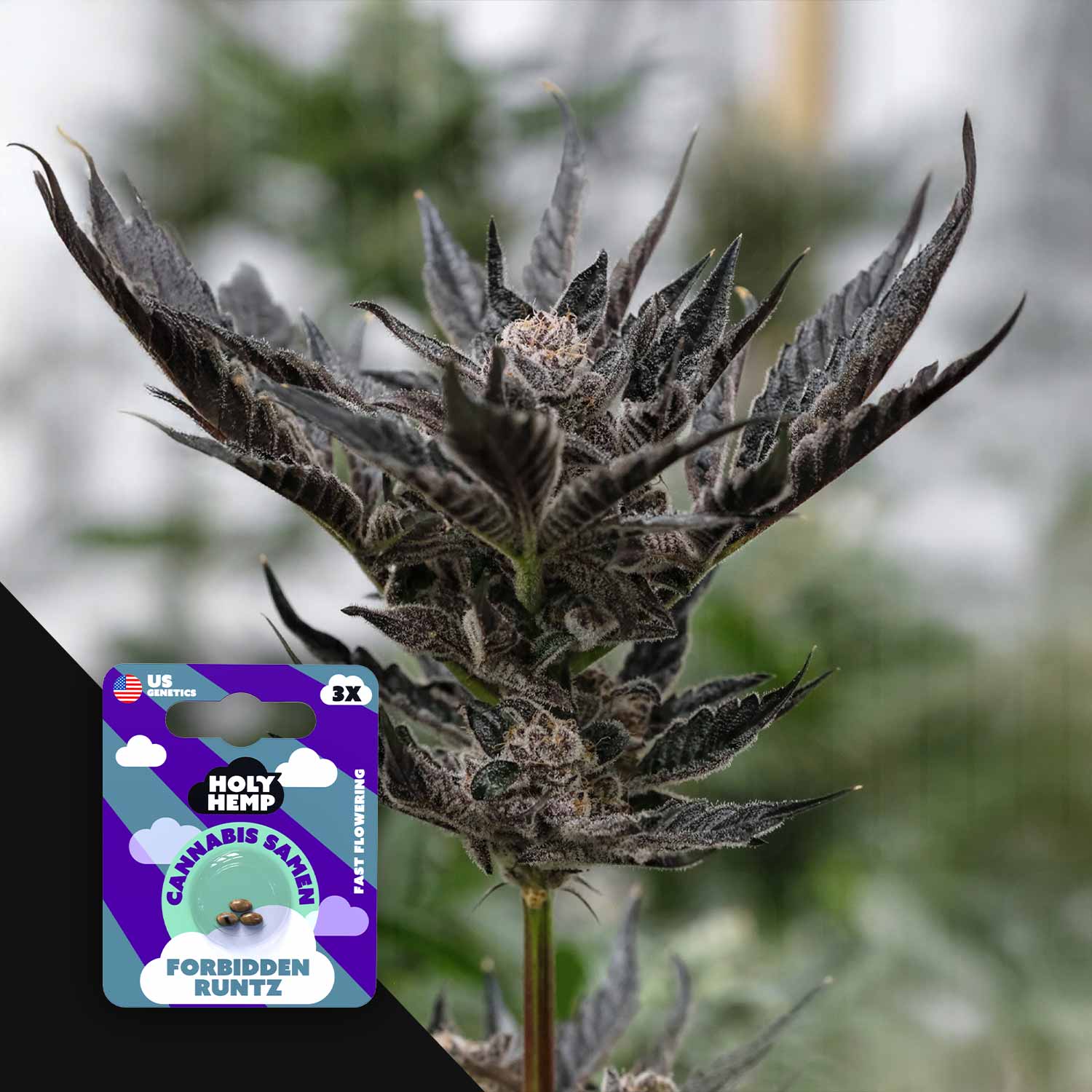 Nahaufnahme einer dunkelvioletten frostigen Pflanze, Ecke zeigt Holy Hemp Forbidden Runtz Packung mit lila Grafiken