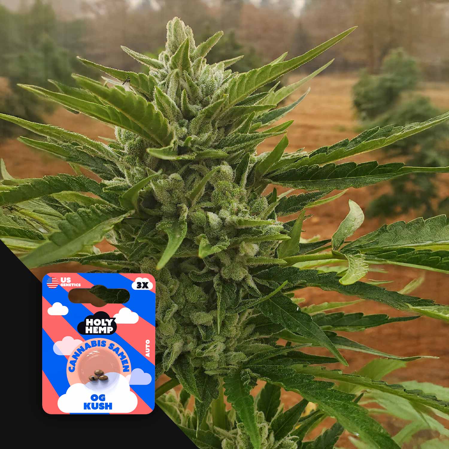 HH-US-OG-3