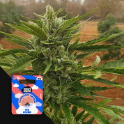 HH-US-OG-3