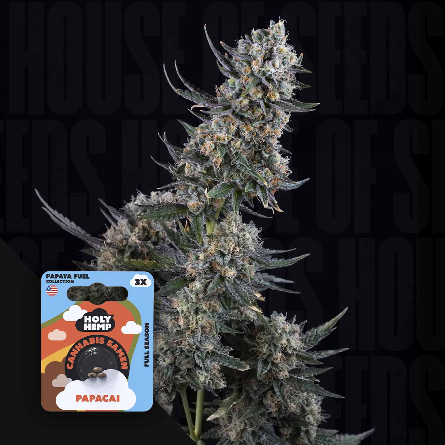 Nahaufnahme einer Cannabispflanze mit einer Holy Hemp Papacai-Samenpackung im Vordergrund.