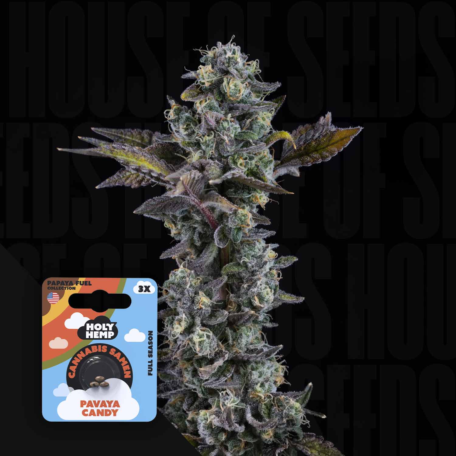 Eine Nahaufnahme einer Cannabispflanze mit einer Holy Hemp "Pavaya Candy" Samenpackung im Vordergrund.