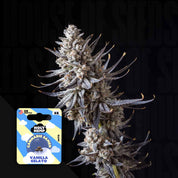 Reife Cannabispflanze mit frostigen lila Knospen, Ecke zeigt Holy Hemp Vanilla Gelato Auto Samenpaket